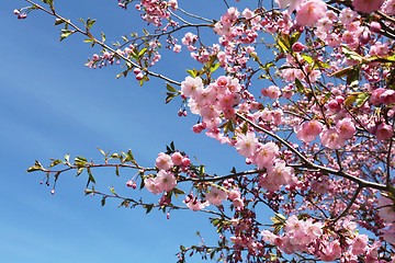 Image showing Sakura