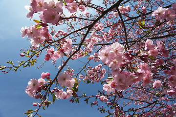 Image showing Sakura