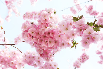 Image showing Sakura