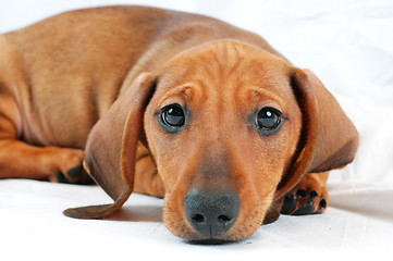 Image showing dachshund puppy