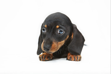 Image showing dachshund puppy