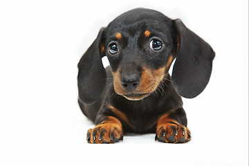 Image showing dachshund puppy