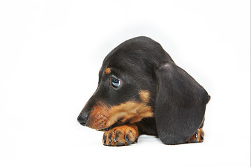 Image showing dachshund puppy