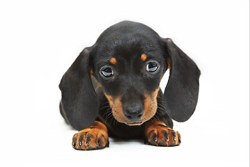 Image showing dachshund puppy