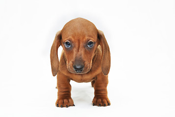 Image showing dachshund puppy