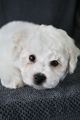 Image showing Puppy Bishon Frise