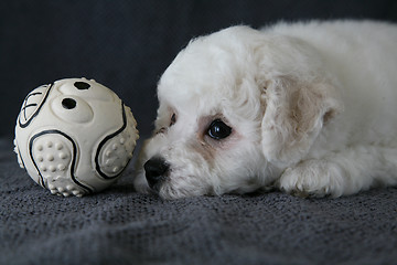 Image showing Puppy Bishon Frise