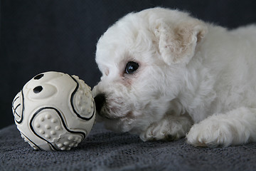 Image showing Puppy Bishon Frise