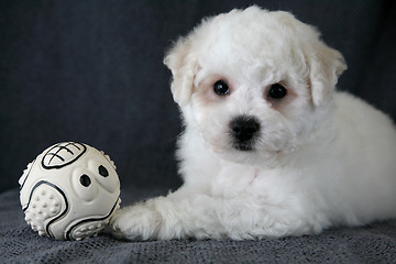 Image showing Puppy Bishon Frise