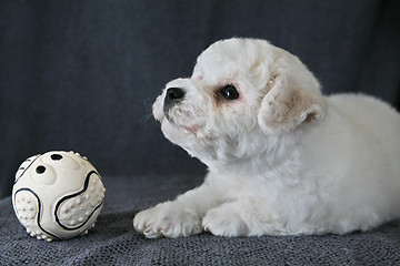 Image showing Puppy Bishon Frise