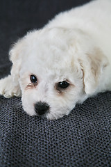 Image showing Puppy Bishon Frise