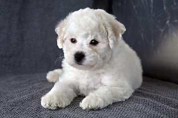 Image showing Puppy Bishon Frise