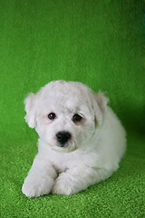 Image showing Puppy Bishon Frise