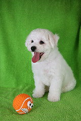 Image showing Puppy Bishon Frise