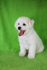 Image showing Puppy Bishon Frise