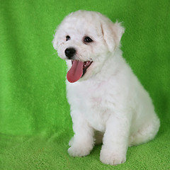 Image showing Puppy Bishon Frise