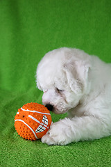 Image showing Puppy Bishon Frise