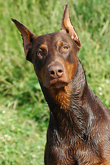 Image showing Doberman