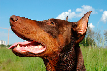 Image showing Doberman