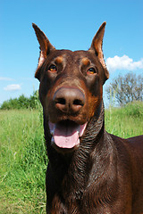 Image showing Doberman