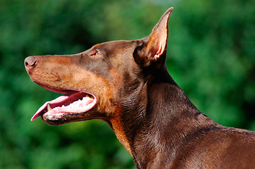 Image showing Doberman