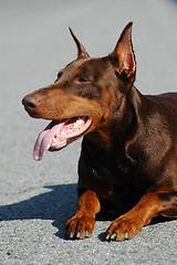 Image showing Doberman