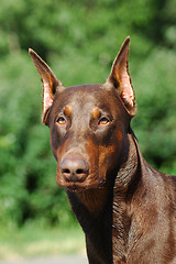 Image showing Doberman