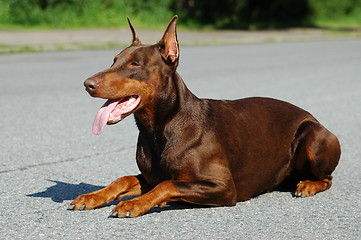 Image showing Doberman