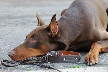 Image showing Doberman