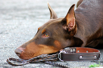 Image showing Doberman