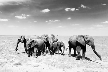 Image showing Loxodonta africana, African bush elephant.