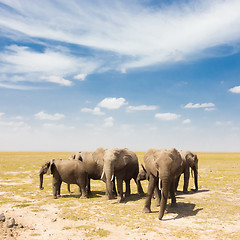 Image showing Loxodonta africana, African bush elephant.