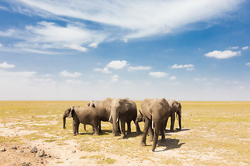 Image showing Loxodonta africana, African bush elephant.