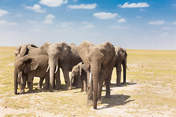 Image showing Loxodonta africana, African bush elephant.