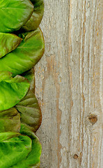 Image showing Butterhead Lettuce