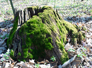 Image showing forest stump