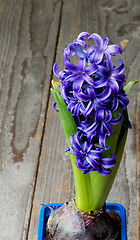 Image showing Purple Hyacinth