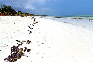 Image showing seaweed beach   in zanzibar   indian  