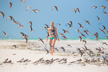 Image showing Flock of birds on the beach.