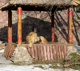 Image showing Big beautiful lion  