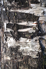 Image showing bark of the tree 