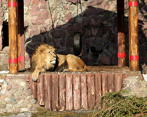 Image showing Big beautiful lion  