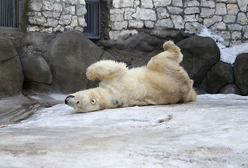 Image showing Polar Bear 