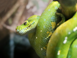 Image showing Green python 