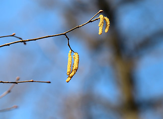 Image showing Beautiful earrings birch tree 
