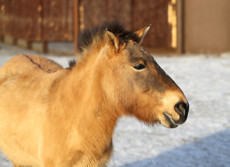 Image showing Portrait of a beautiful donkey 