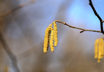 Image showing Beautiful earrings birch tree 