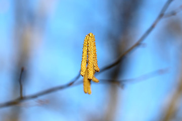 Image showing Beautiful earrings birch tree 