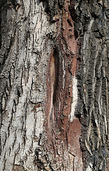 Image showing bark of the tree 