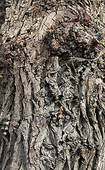 Image showing bark of the tree 